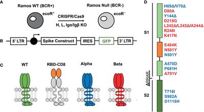 A Barcoded Flow Cytometric Assay to Explore the Antibody Responses Against SARS-CoV-2 Spike and Its Variants